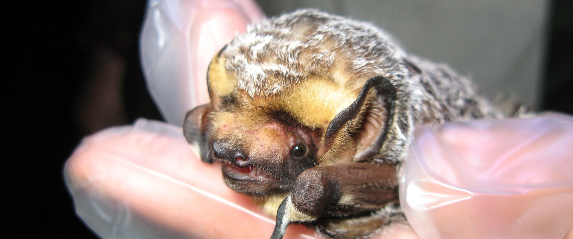Hoary bat