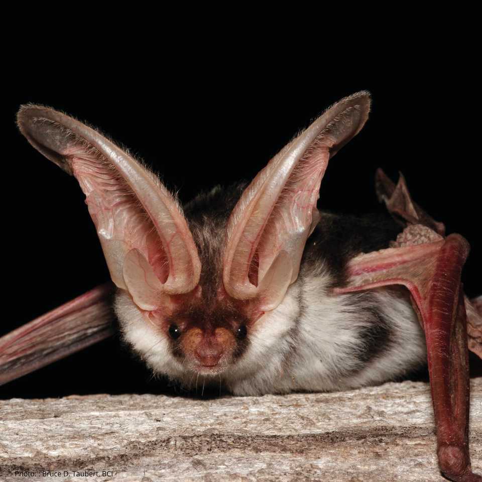 Spotted Bat